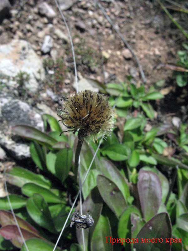 Фото. 2 ОТцветшее растение астры альпийской