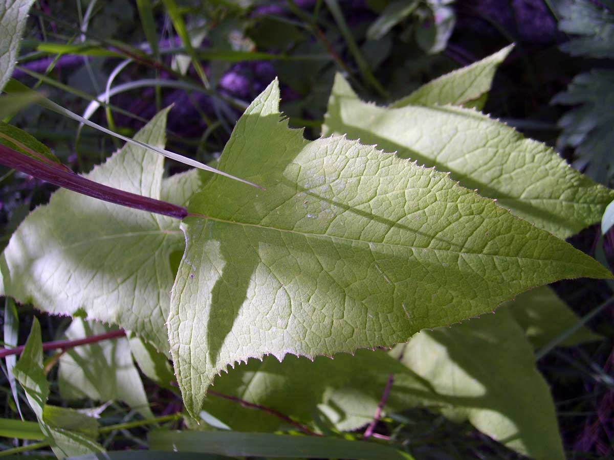 Фото. 3 Стеблевой лист какалии (недоспелки)
