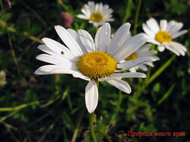 Фото 1 Соцветие корзинка - нивянника обыкновеннго