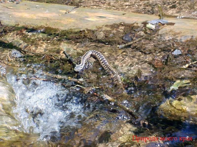Фото. 2 Змея в воде