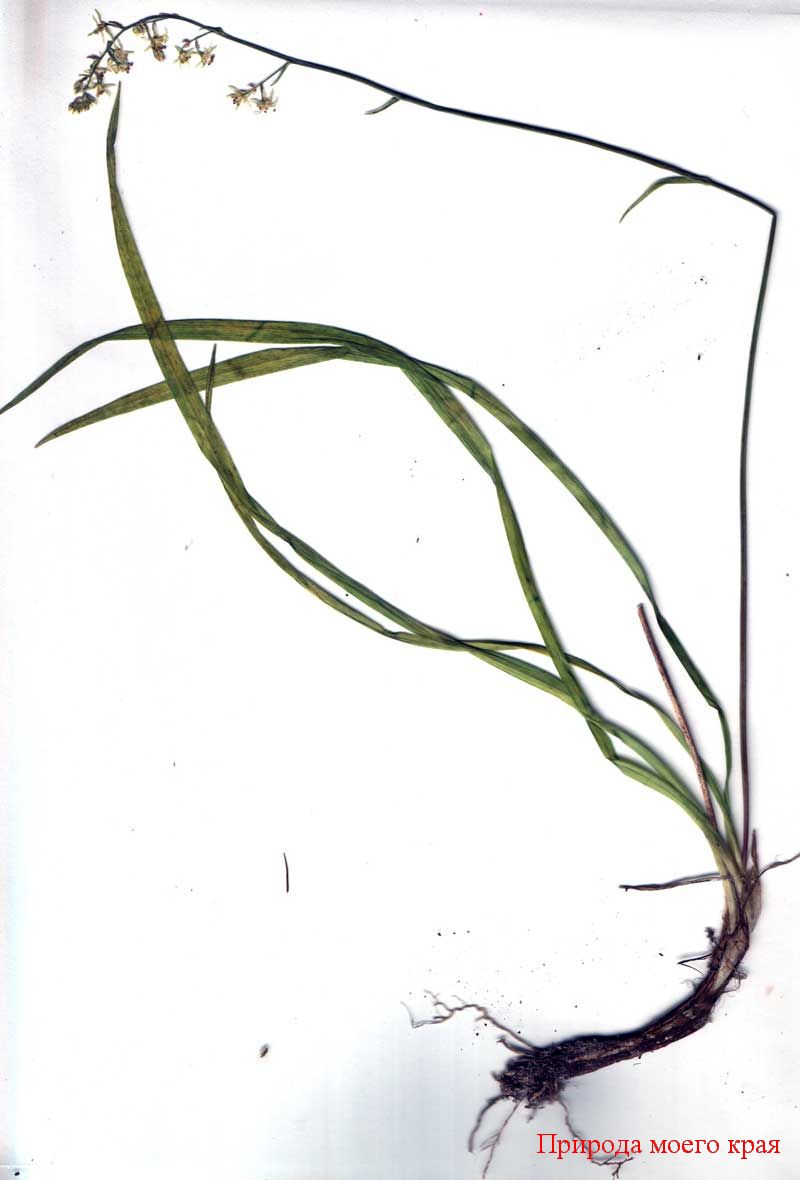 Гербарный лист, зигаденус сибирский