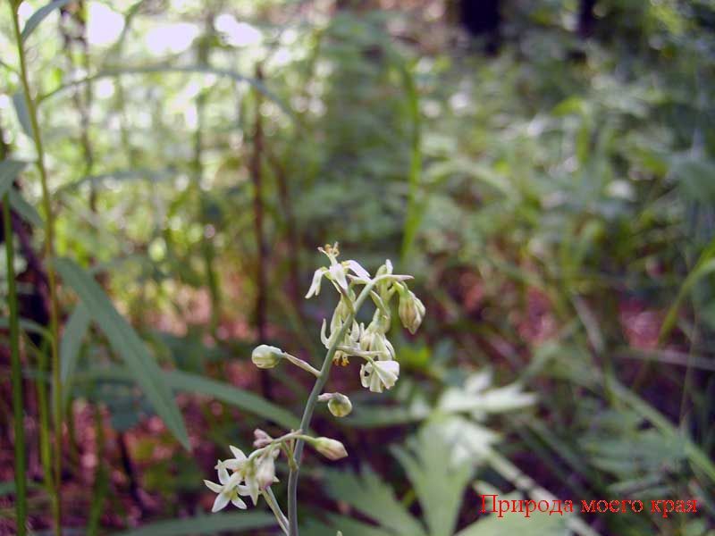 Фото. 1 Зигаденус сибиркий - часть соцветия