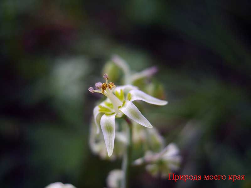 Фото. 2 Зигаденус сибирский - цветок