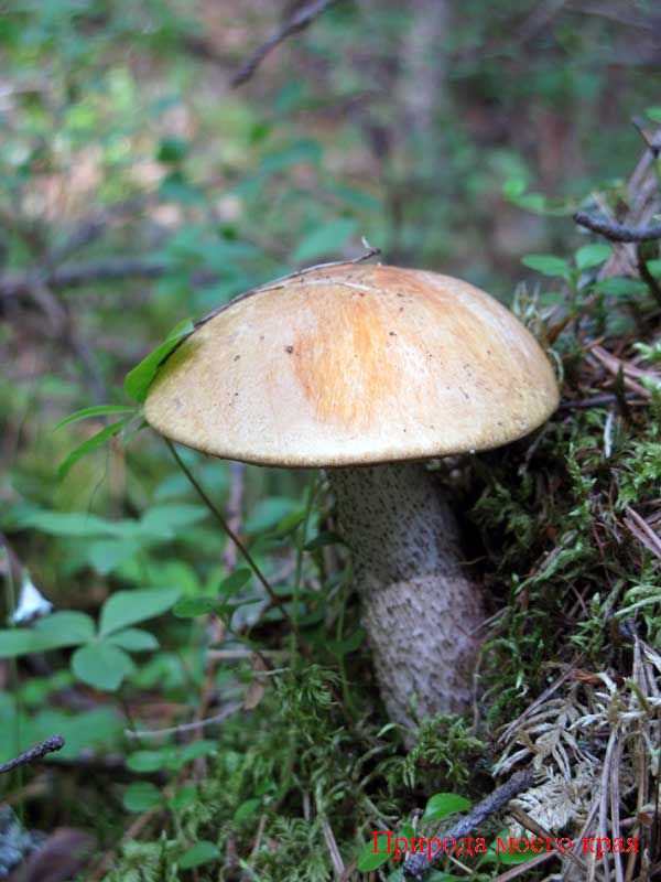 Фото. 1 Подберезовик обыкновенный - молодой гриб
