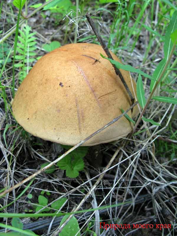 Фото. 2 Подберезовик обыкновенный - старый гриб