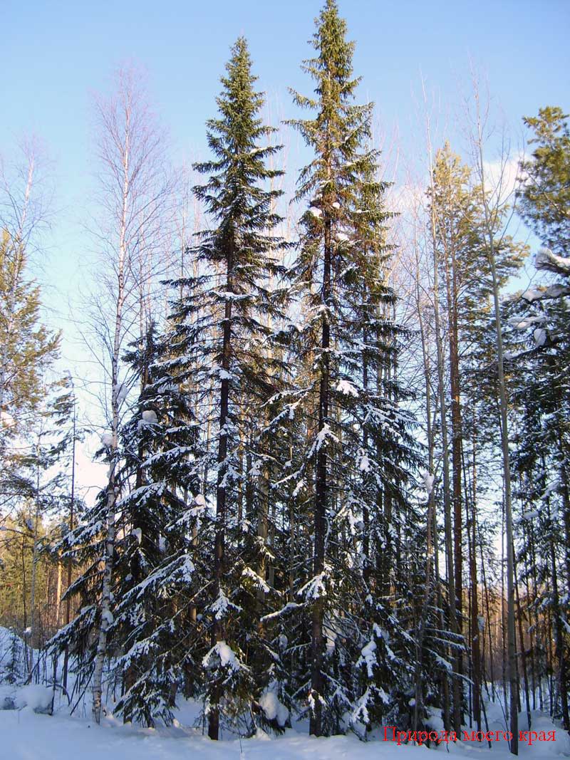 Фото. 1 Общий вид дерева