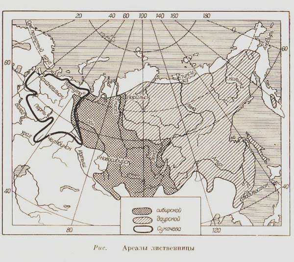 Карта 1 Лиственница сибирская, даурская, Сукачева