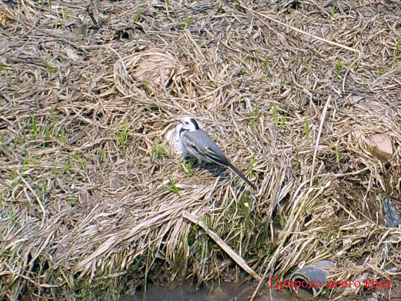 Фото. 1 Белая трясогузка, взрослая птица