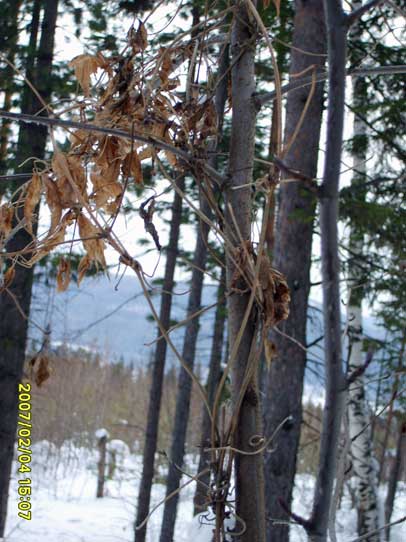 Фото. 2 Княжик сибирский, зимой