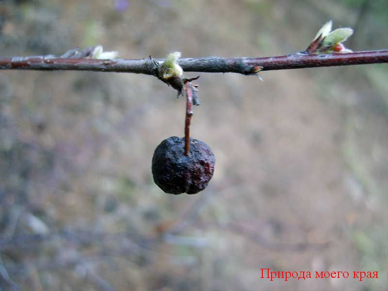 Фото. 1 Кизильник весной - прошлогодние ягоды и распускающиеся почки