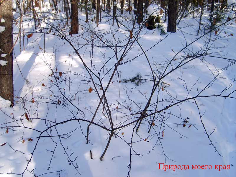 Фото. 7 Кизильник черноплодный, зимой
