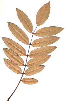 Рис. 1 Осенний лист нижняя сторона