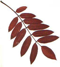 Рис. 2 Осенний лист верхняя сторона