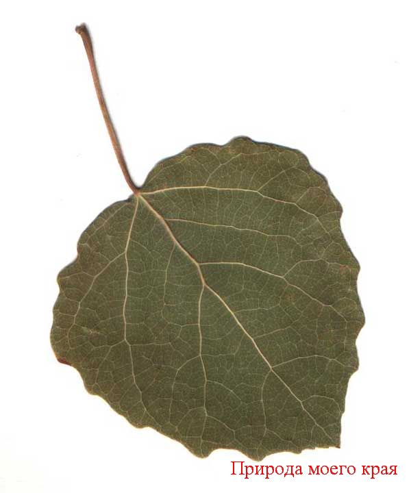 Рис. 1 Осиновый  лист (гербарий)
