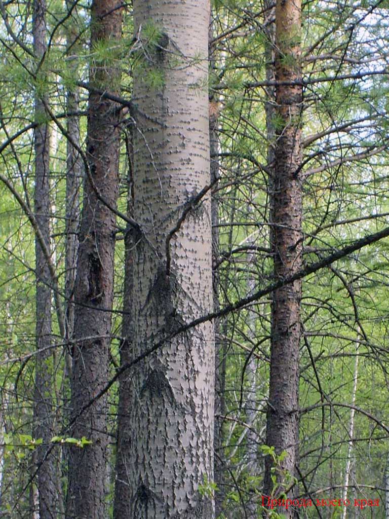 Фото. 5 Осина - кора на дереве в возрасте ок. 90 лет