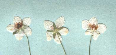 Рис. 1 Цветок белозора (гербарий) - щелкните для просморта в увеличенном виде.