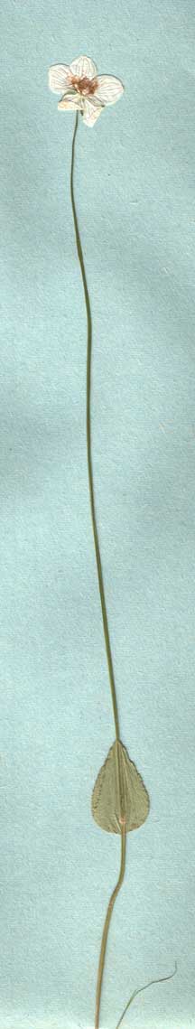 Рис. 2 Белозор без прикорневых листьев(гербарий).