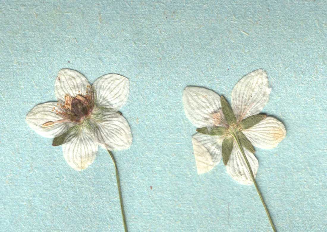 Цветок (увеличен)-гербарий