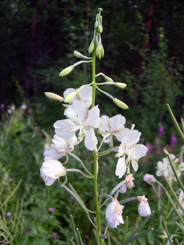 Фото. 2 Иногда встречаются растения иван-чая с белыми цветами