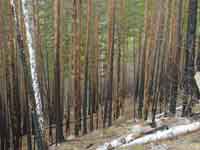 Участок леса пройденным низовым пожаром
