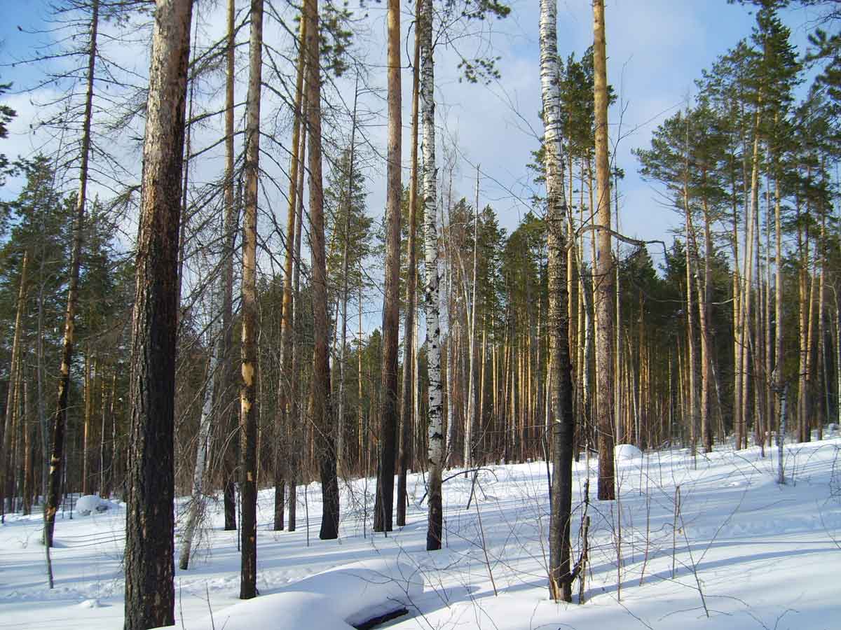 Фото.3 Следы пожаров видны даже зимой, кв. 237 дача Осетровская Усть-Кутского лесничества