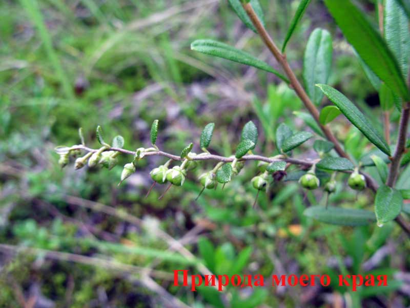 Фото. 1 Хамедафне болотная - отцветшее соцветие