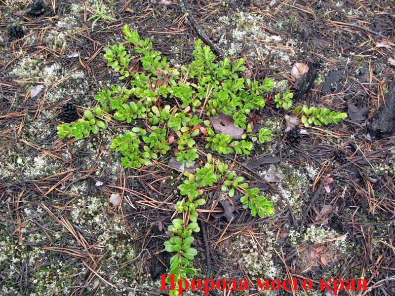 Фото. 1 Толокнянка обыкновеная - общий вид растения